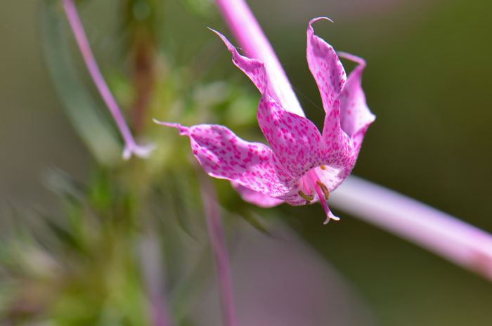 Ipomopsis tenuituba, Slendertube Skyrocket